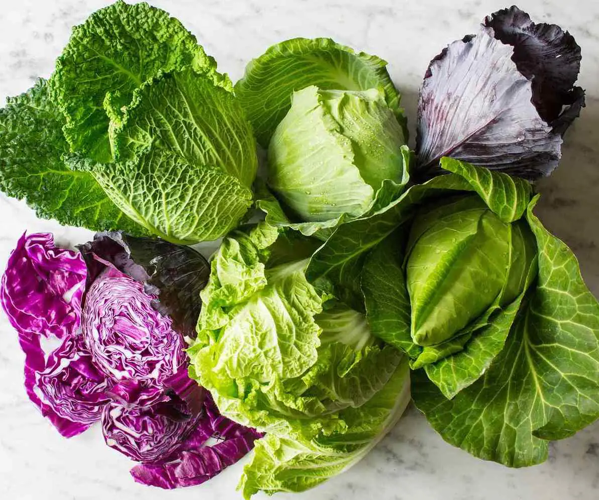 15 Cabbage Nutrition Facts and Health Benefits For You