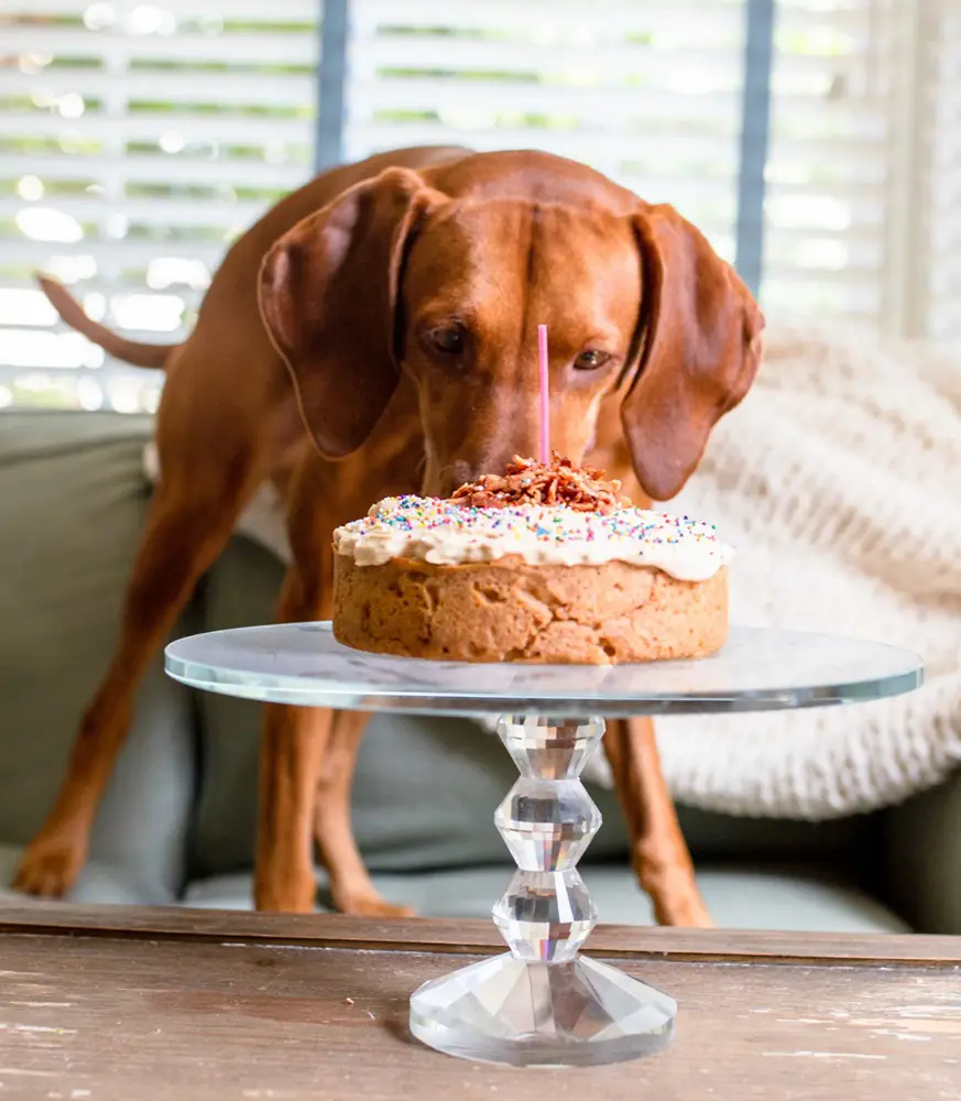 Homemade Dog Cake Recipe: A Special Treat for Your Furry Friend