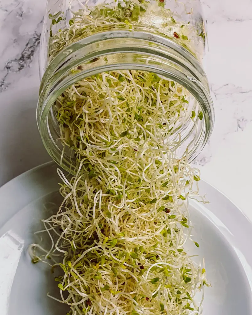 How To Sprout Seeds Easily At Home